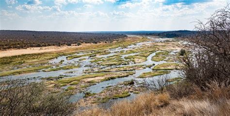 Río olifants limpopo en el parque nacional kruger Foto Premium