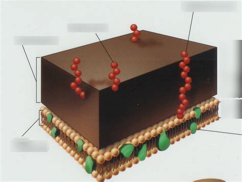 E1 Bact. Gram Positive Cell Wall Diagram Diagram | Quizlet