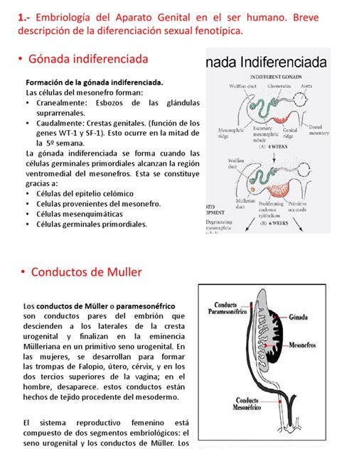 1embriología Del Aparato Genital En El Ser Humano Breve Descripción De La Diferenciación