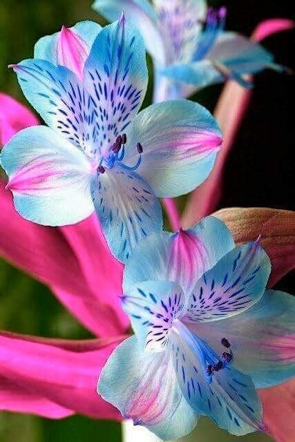 Blue Tiger Lily Flower