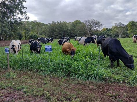 Dia De Campo Do Leite Abordar Gest O Efici Ncia E