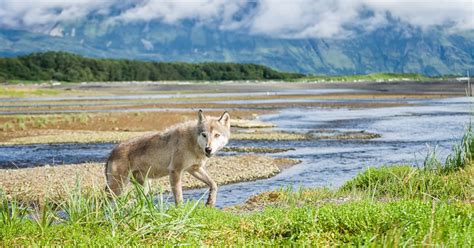 Look: Animals in national parks dramatically shift their behavior with ...