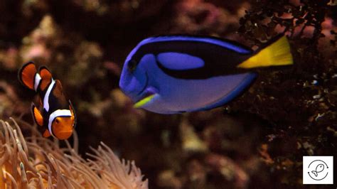 Reasons Why Blue Tangs And Clownfish Can Live Together