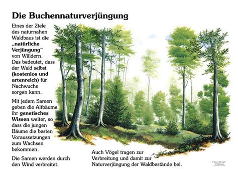 Lehrtafeln Rund Um Das Thema Wald Flora Und Fauna Im Wald Natur Im