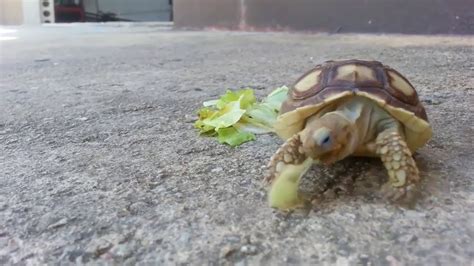 Como Cuidar Una Tortuga Sulcata Guia De Cuidados Basicos