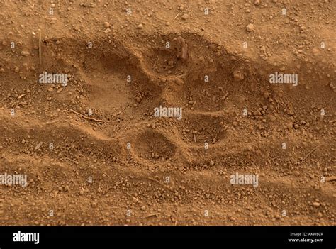 Pug Mark Of A Lion Stock Photo Alamy