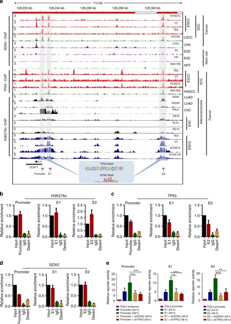 Co Activation Of Super Enhancer Driven Ccat1 By Tp63 And Sox2 Promotes