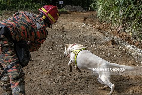 Suasana Dan Gelagat Anjing K9 Selepas Operasi Ditamatkan TanahRuntuh