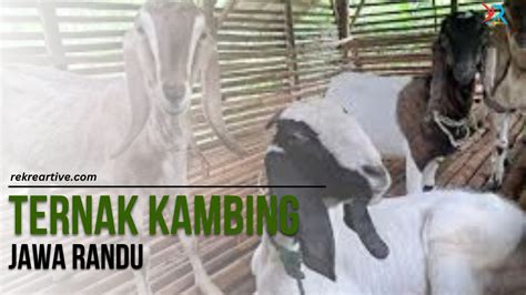 Ternak Kambing Jawa Randu Mudah Dan Menguntungkan Rekreartive