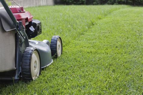 Czym Kosi Traw Wybieramy Kosiarki Ogrodowe Murator Pl