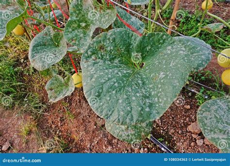 Doen A De Planta O Dio Pulverulento No Mel O Imagem De Stock Imagem