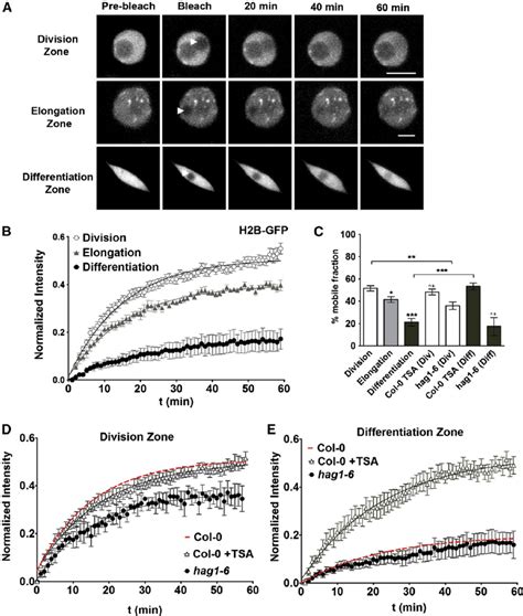 FRAP Analysis Of H2B GFP Reveals Higher Mobility In Meristematic Cells