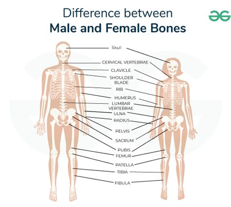 Male Versus Female Skeletal System