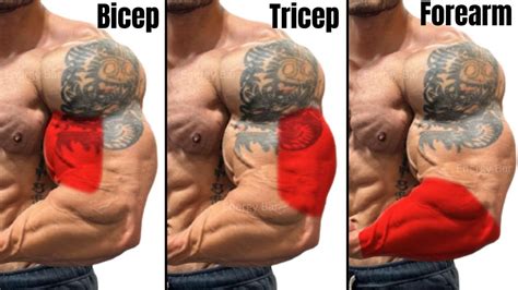 Exercises That Make Bicep Tricep And Forearm Grow Fast Bigger Arms Youtube