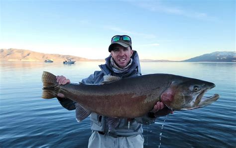 Lahontan Cutthroat Oncorhynchus Clarkii Henshawi