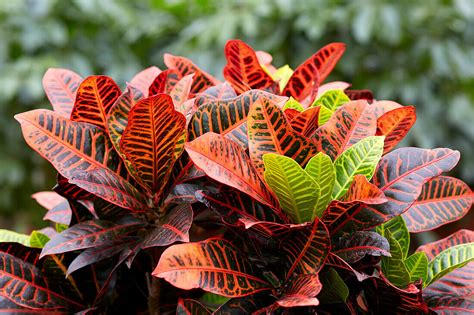 Wunderstrauch Codiaeum Variegatum Bild Kaufen