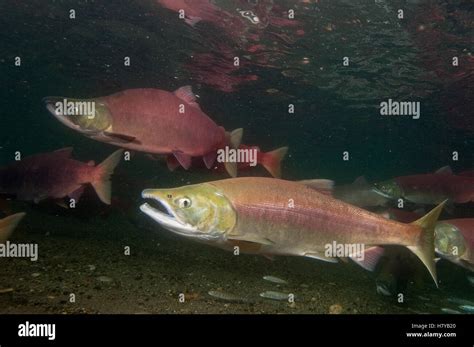 Sockeye Salmon Oncorhynchus Nerka Female And Male In Breeding