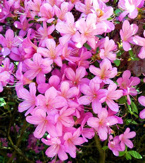 Rododendro Azalea Primavera Foto Gratis En Pixabay Pixabay