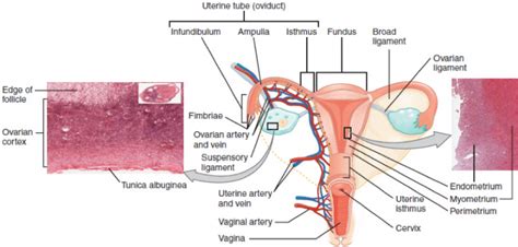 Ovaries And Fallopian Tubes Learn Surgery Online