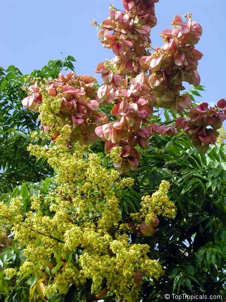 Koelreuteria Paniculata Golden Rain Tree Varnish Tree Chinese Flame