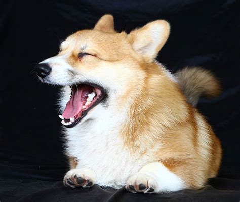 Вельш корги пемброки. Питомник вельш корги Альфавиш. Наши корги ...