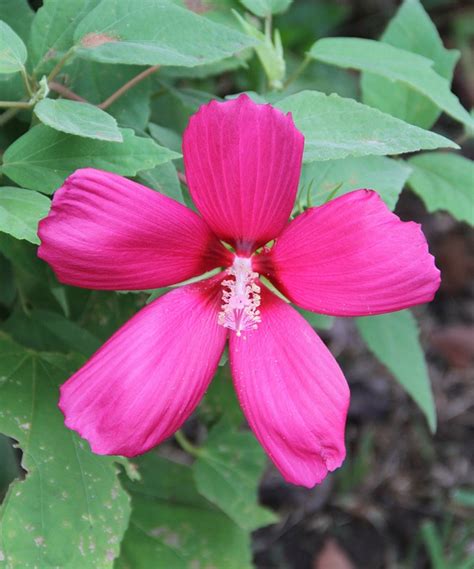 Hibiskus Blume Kostenloses Foto Auf Pixabay