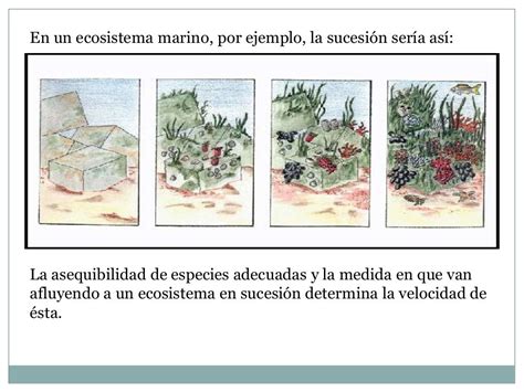 Sucesion Ecologica Basico