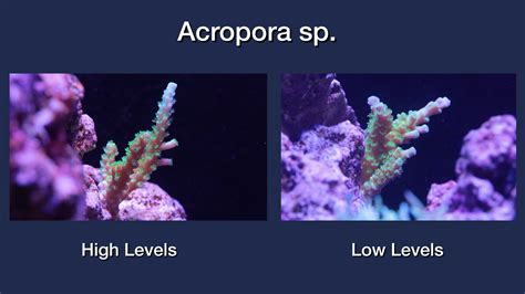 Grow Corals Faster With Elevated Reef Tank Parameters Brstv