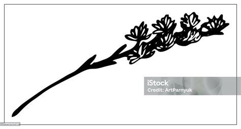 Black And White Silhouette Of A Blade Of Grass Isolated Drawing Of Herbs On A White Background