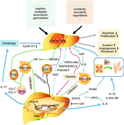 Tumor Associated Macrophages Tams Correlate With Resistance To