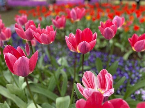 Premium Photo Springtime Elegance Tulips