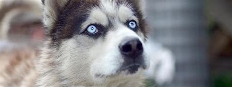 Husky Eyes Stock Photos, Images and Backgrounds for Free Download