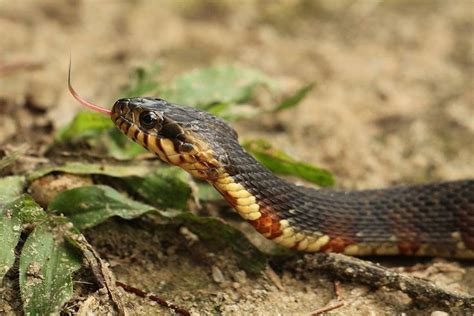 Southern Water Snake - non-venomous often mistaken for a cottonmouth - Windi Williams-Weaver ...