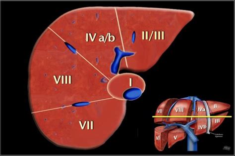 Liver Anatomy Segments