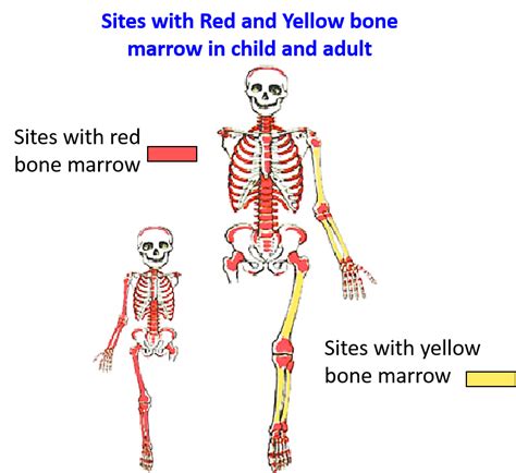 Classification of Bones – Anatomy QA