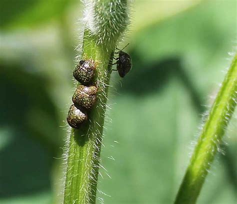 Kudzu Bug Nc State Extension