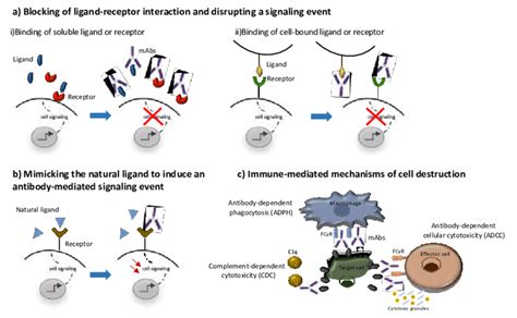 Monoclonal Antibodies Mechanism Of Action