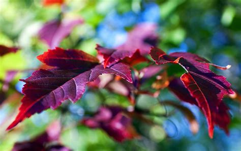 Wallpaper Sunlight Leaves Depth Of Field Nature Red Plants