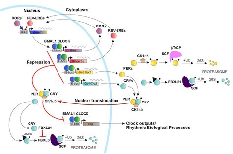 Molecular And Genetic Analysis Of Mammalian Circadian Clocks