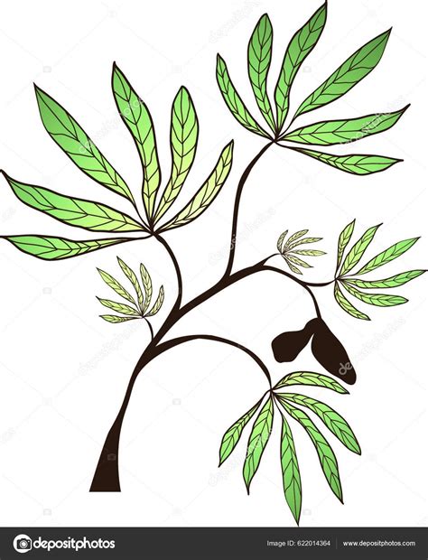 Kapok Tree Branch Vector Illustration Stock Vector By ©yayimages 622014364