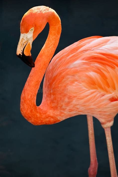 Greater Flamingo Are Flying Stock Image Image Of Specialty India