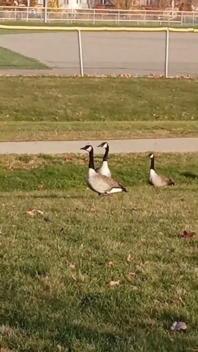 🇨🇦canada Geese 🇨🇦 Youtube