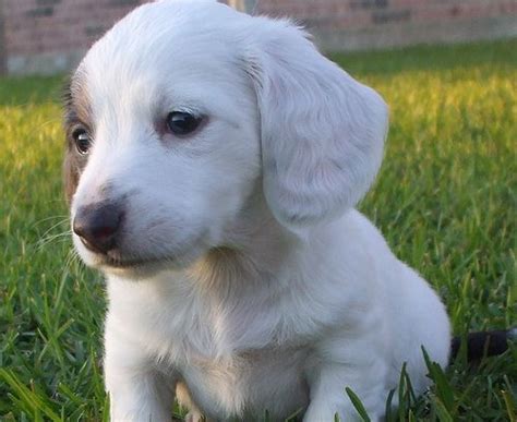 White Dachshund Puppies