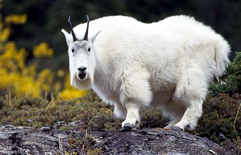 Oreamnos americanus | Albino animals, Unusual animals, Animals