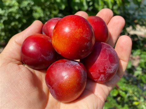 Cherry Plum Interspecific Hybrid Brave Heart®