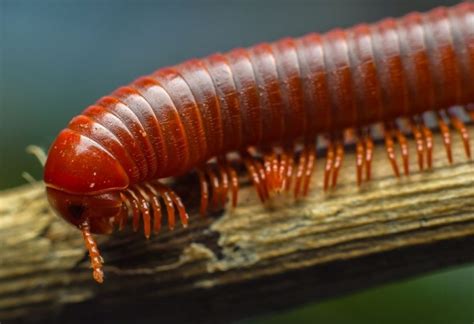 How To Get Rid Of Millipedes Naturally A Detailed Guide Pest Samurai