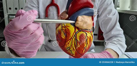 Female Cardiologist Doctor With Stethoscope Holds Model Of Human Heart