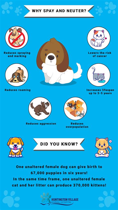 Should i spay or neuter my dog or cat – Artofit