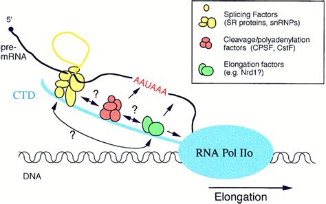 Rna Polymerase Structure And Function