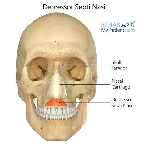 Function Of Nasalis Query